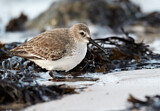 Image. Dunlin