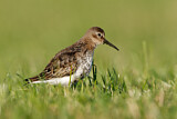 Image. Dunlin