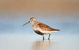 Image. Dunlin