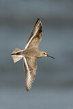 Image. Dunlin