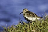 Image. Dunlin