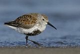 Image. Dunlin