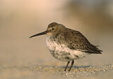 Image. Dunlin