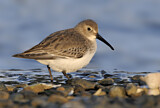 Image. Dunlin
