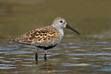 Image. Dunlin
