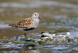 Image. Dunlin