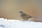 Image. Dunnock