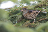 Image. Dunnock