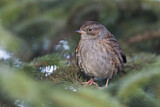 Image. Dunnock