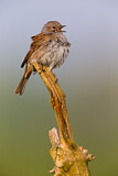 Image. Dunnock