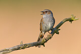 Image. Dunnock