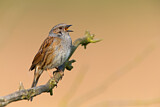 Image. Dunnock
