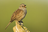 Image. Dunnock