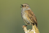 Image. Dunnock