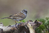 Image. Dunnock