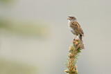 Image. Dunnock