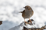 Image. Dunnock