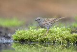 Image. Dunnock