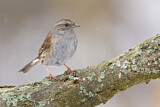 Image. Dunnock