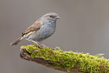 Image. Dunnock