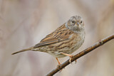 Image. Dunnock