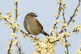 Image. Dunnock
