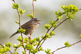 Image. Dunnock