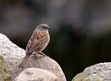 Image. Dunnock