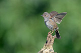 Image. Dunnock