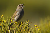 Image. Dunnock