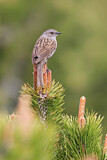 Image. Dunnock