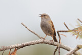 Image. Dunnock