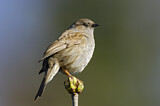 Image. Dunnock