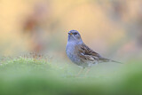 Image. Dunnock
