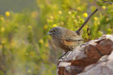 Image. Dusky Grasswren