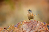 Image. Dusky Grasswren