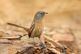 Image. Dusky Grasswren