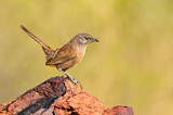 Image. Dusky Grasswren