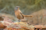 Image. Dusky Grasswren