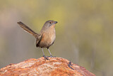 Image. Dusky Grasswren