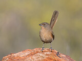 Image. Dusky Grasswren