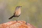 Image. Dusky Grasswren