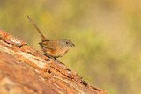 Image. Dusky Grasswren