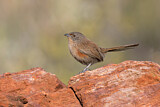 Image. Dusky Grasswren