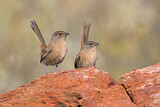 Image. Dusky Grasswren