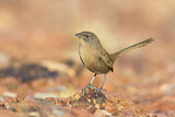 Image. Dusky Grasswren