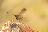 Image. Dusky Grasswren