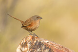 Image. Dusky Grasswren