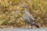 Image. Dusky Grouse