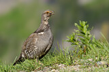 Image. Dusky Grouse